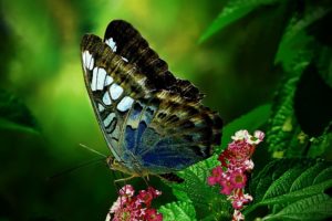 butterfly, Wings, Leaves, Flowers, Animals, Close up