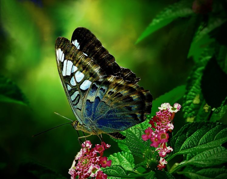 butterfly, Wings, Leaves, Flowers, Animals, Close up HD Wallpaper Desktop Background