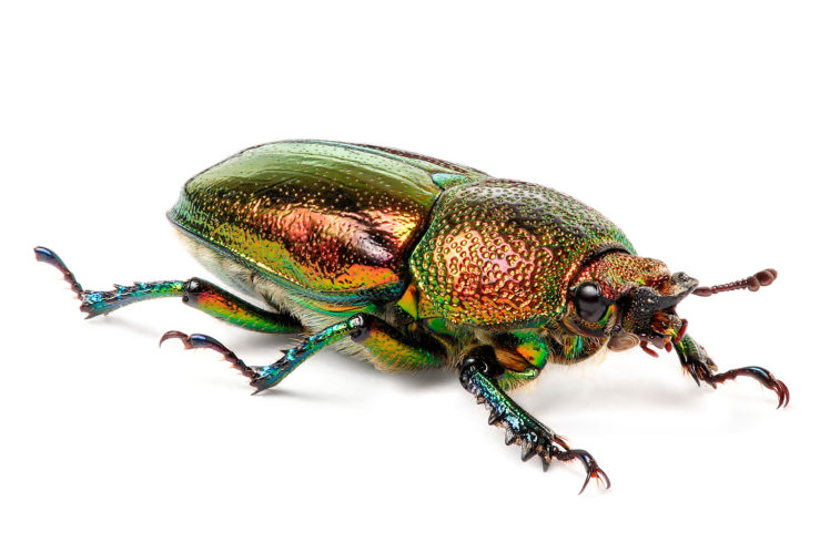 multicolor, Insects, Bug, Metallic, White, Background, Iridescence HD Wallpaper Desktop Background