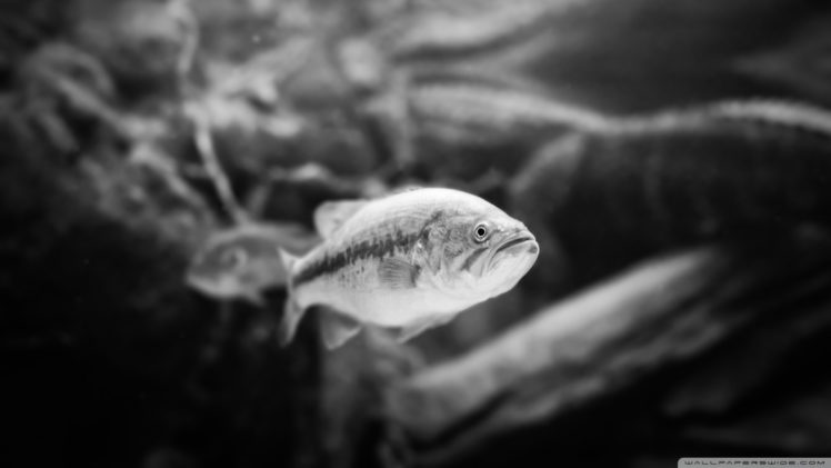 black, And, White, Animals, Fish, Sealife HD Wallpaper Desktop Background