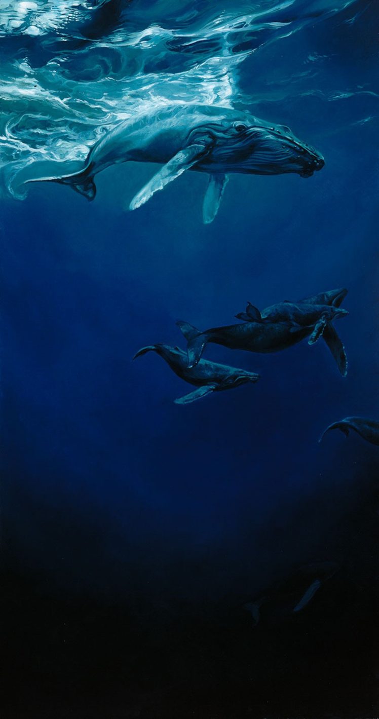 ocean, Animal, Cute, Blue, Deep, Whale HD Wallpaper Desktop Background