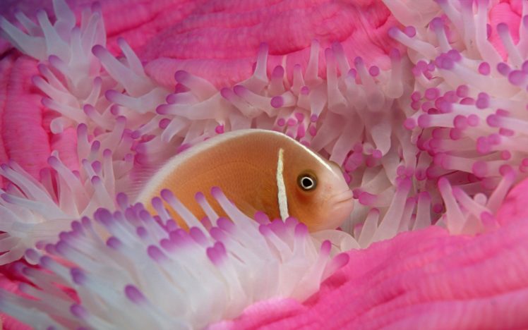 fish, Underwater, Sealife HD Wallpaper Desktop Background