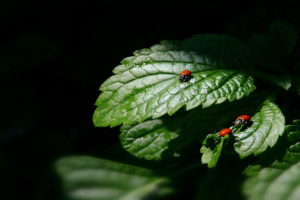 three, Little, Ladybugs