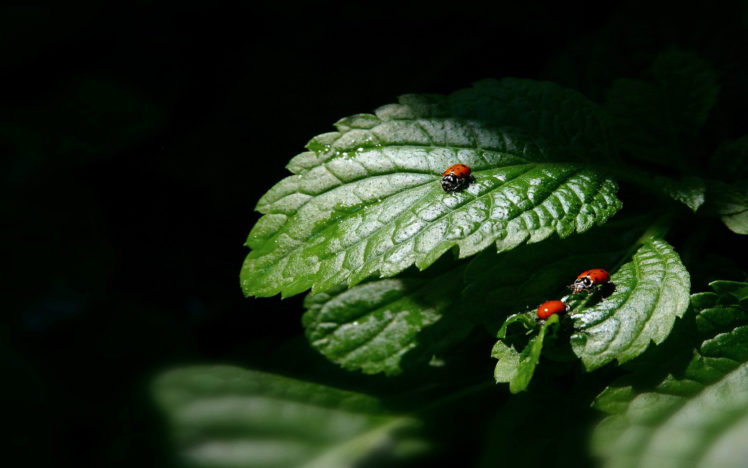 three, Little, Ladybugs HD Wallpaper Desktop Background