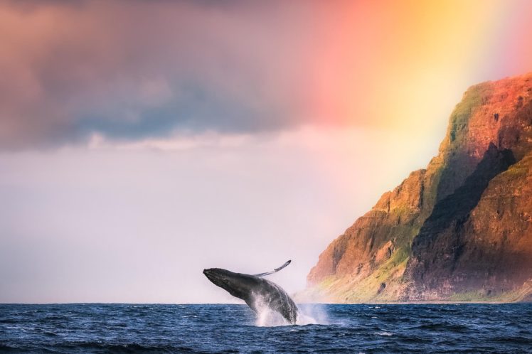 whale, Animal, Ocean, Sea, Water, Beach, Mountains, Nature, Landscape HD Wallpaper Desktop Background