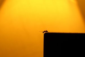 insects, Ants, Silhouettes, Sunlight