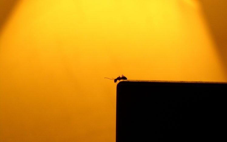 insects, Ants, Silhouettes, Sunlight HD Wallpaper Desktop Background