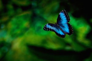karner, Blue, Butterfly