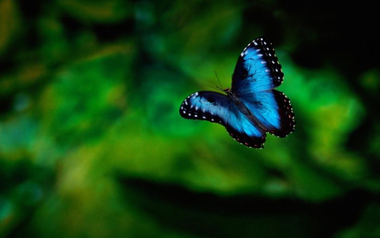 karner, Blue, Butterfly HD Wallpaper Desktop Background