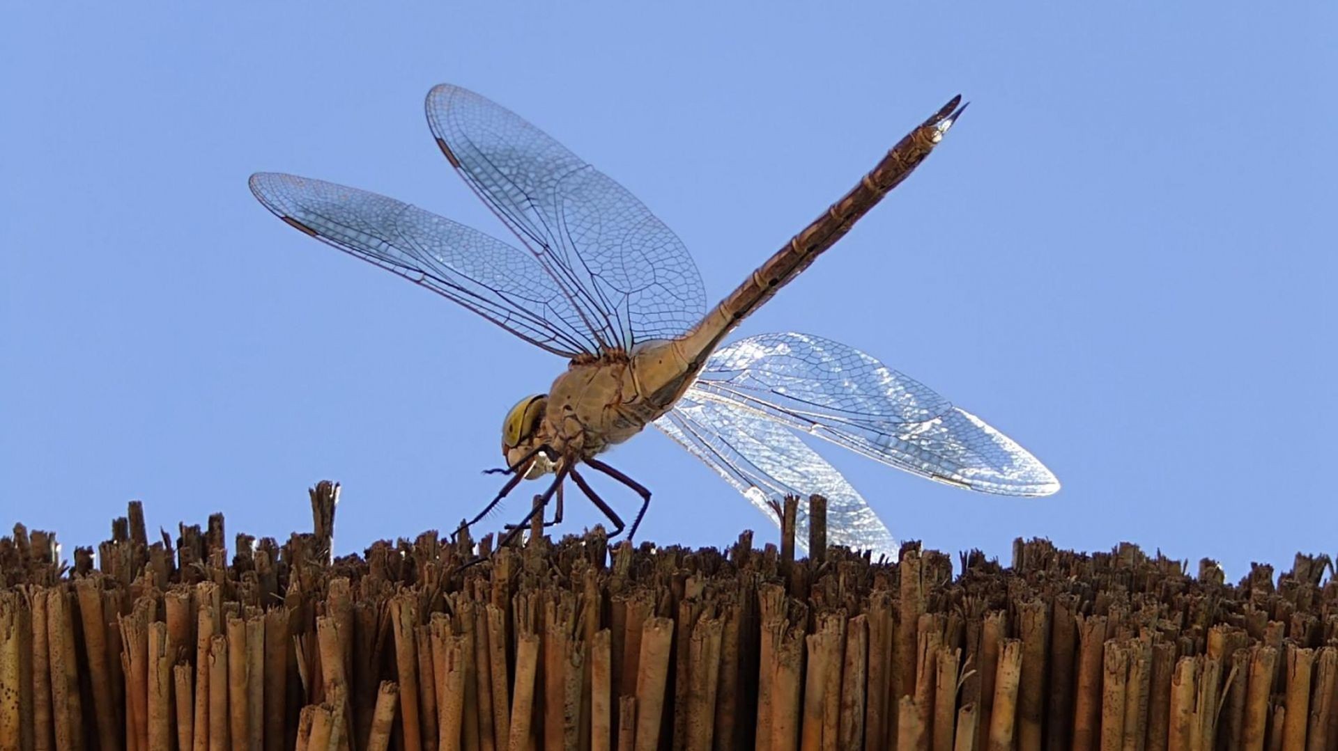 animals, Insects, Dragonflies Wallpaper