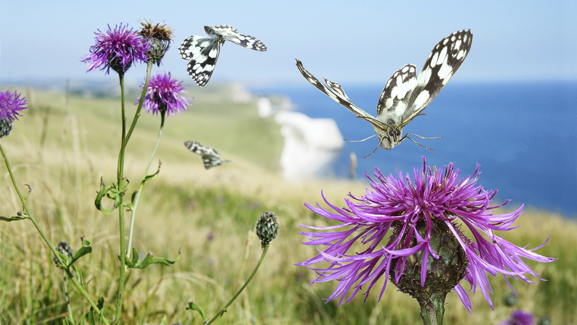 england, Butterflies, Thistles, Sea Wallpaper