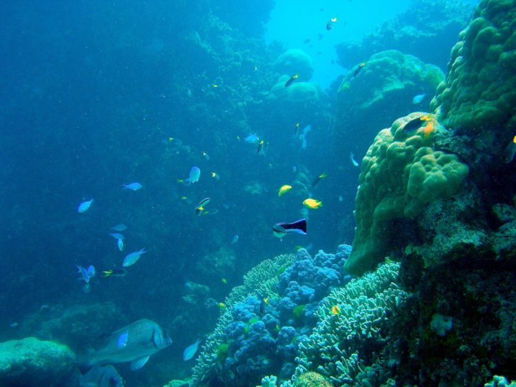 ocean, Fish, Underwater, Coral, Reef, Great, Barrier, Reef HD Wallpaper Desktop Background