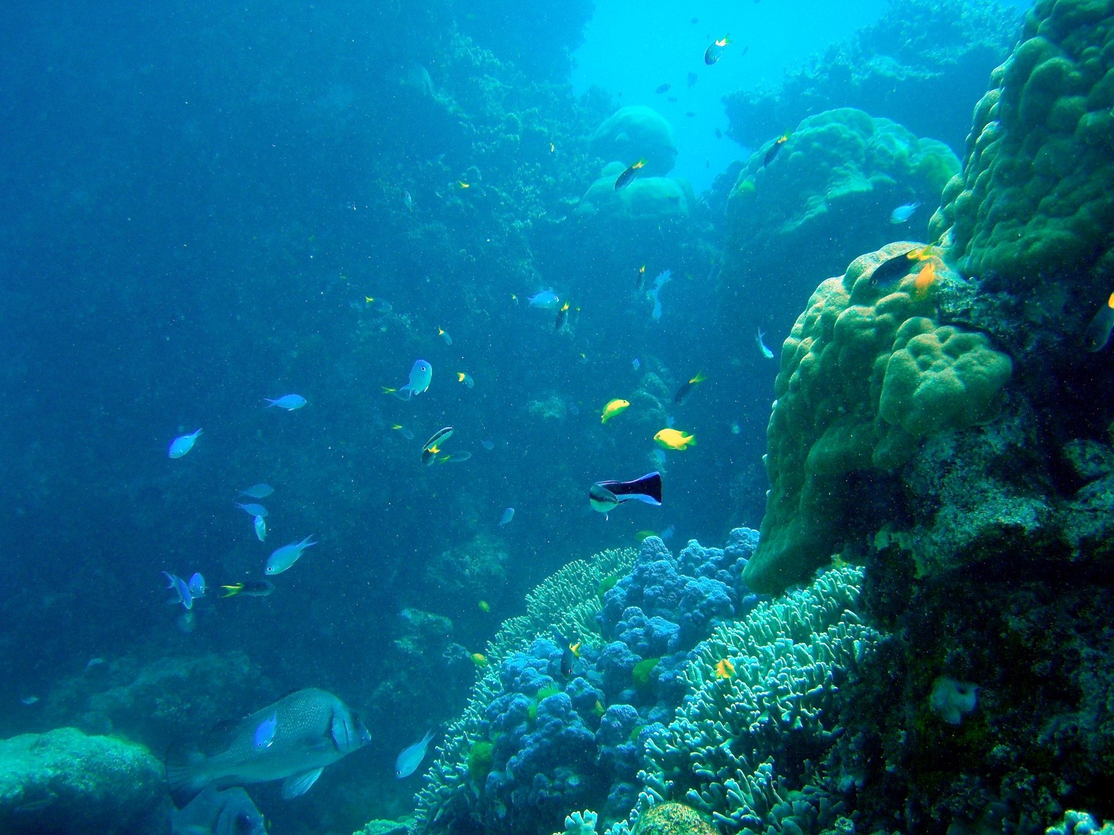 ocean, Fish, Underwater, Coral, Reef, Great, Barrier, Reef Wallpaper
