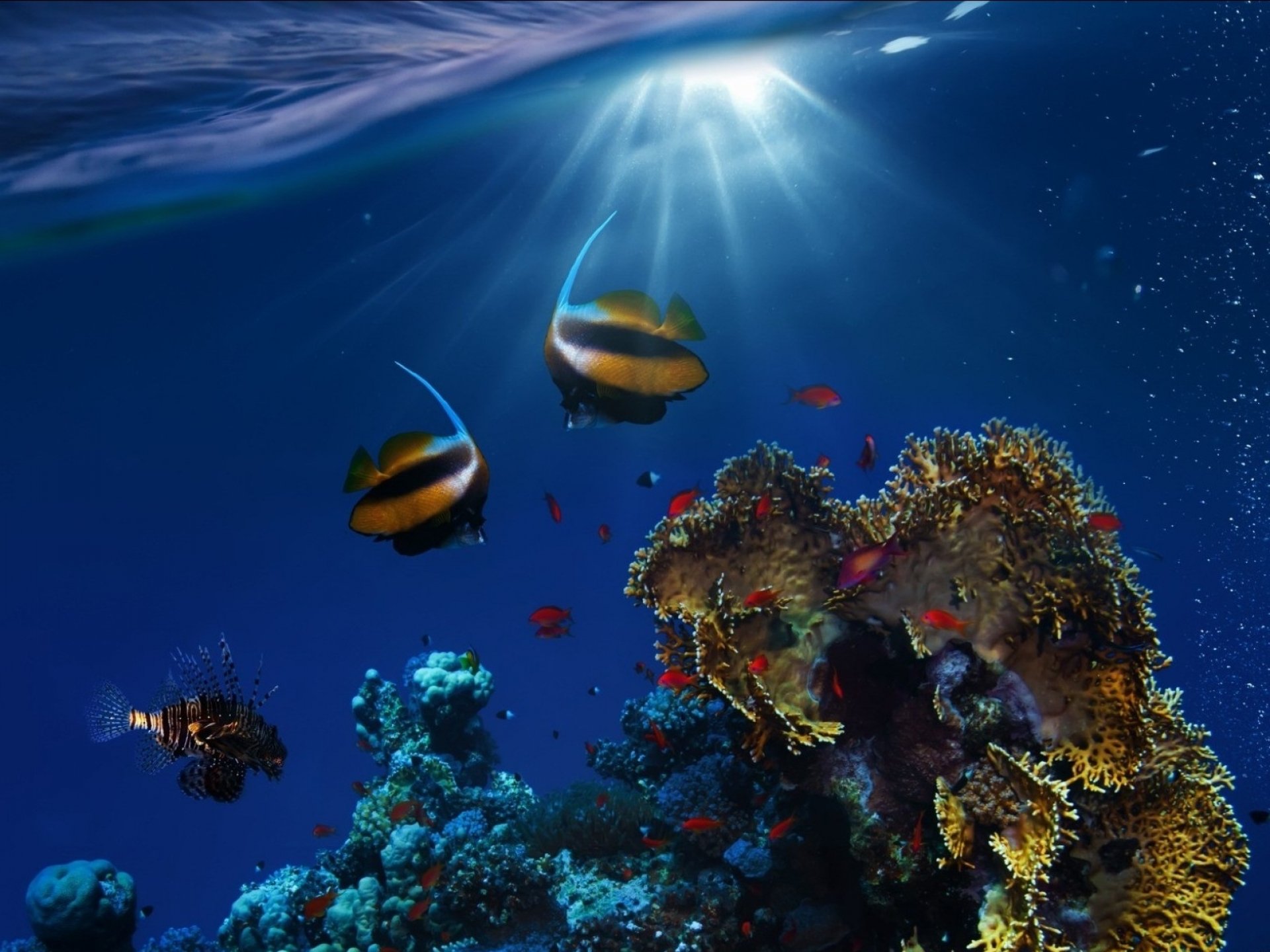 underwater, Fish, Fishes, Ocean, Sea, Tropical, Reef Wallpaper