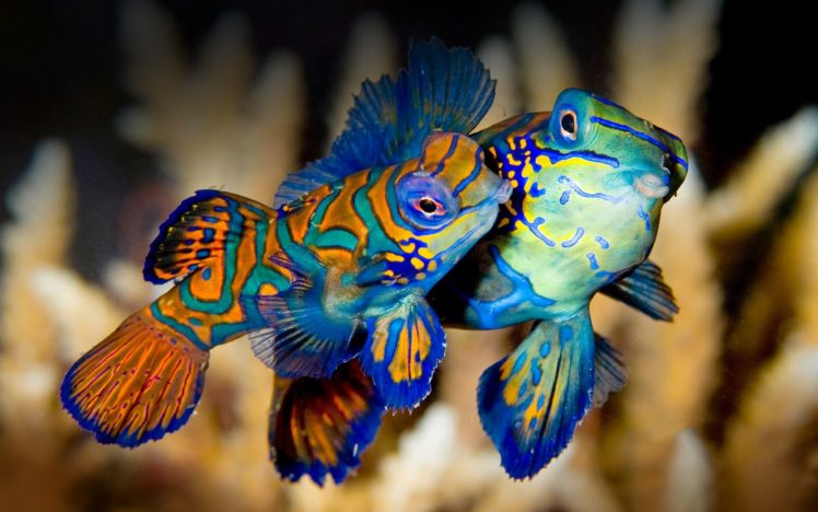 underwater, Fish, Fishes, Ocean, Sea, Tropical HD Wallpaper Desktop Background