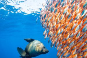 underwater, Fish, Fishes, Ocean, Sea, Tropical, Seal, Seals