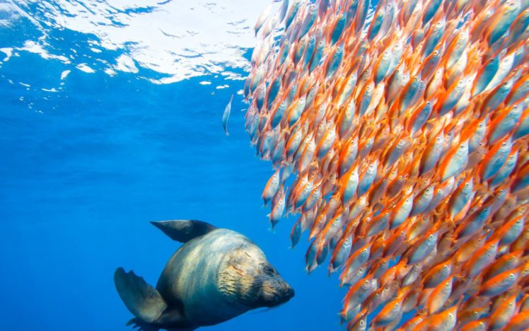 underwater, Fish, Fishes, Ocean, Sea, Tropical, Seal, Seals HD Wallpaper Desktop Background