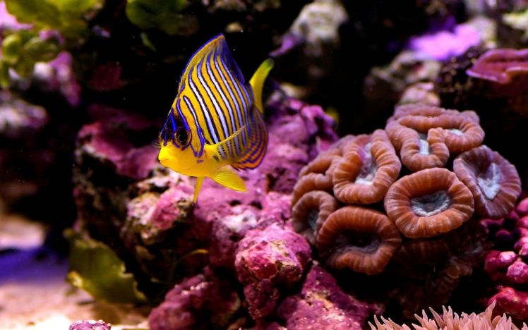 underwater, Fish, Fishes, Ocean, Sea, Tropical, Reef HD Wallpaper Desktop Background