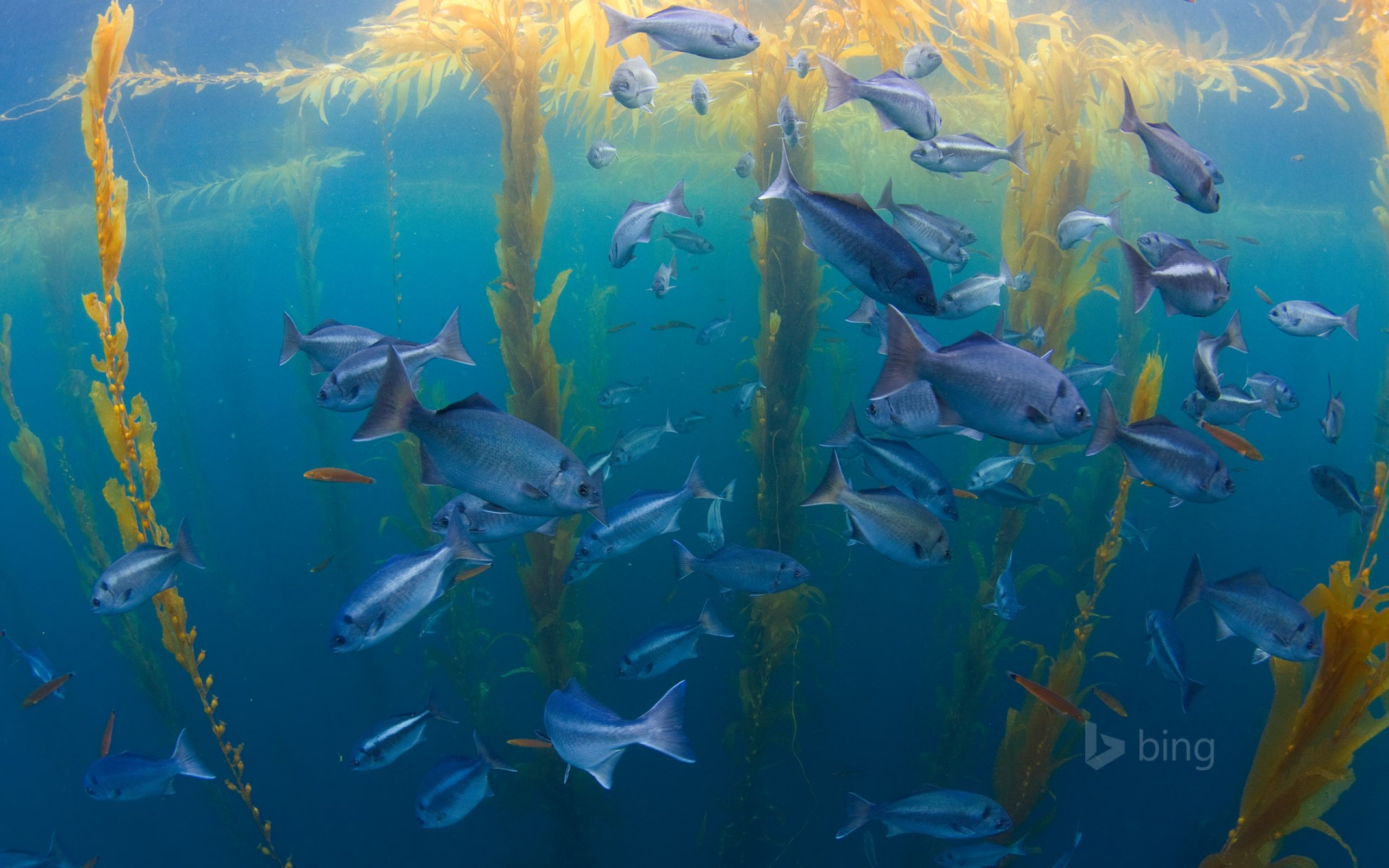 underwater, Fish, Fishes, Ocean, Sea, Tropical Wallpaper