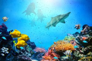 underwater, Fish, Fishes, Ocean, Sea, Tropical, Reef, Shark