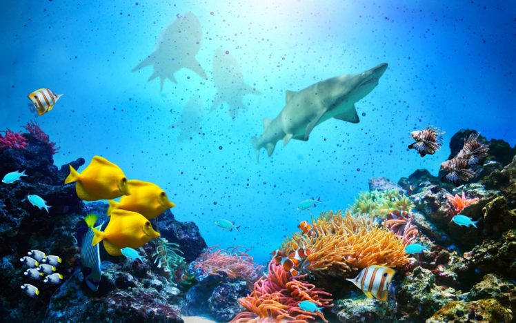 underwater, Fish, Fishes, Ocean, Sea, Tropical, Reef, Shark HD Wallpaper Desktop Background