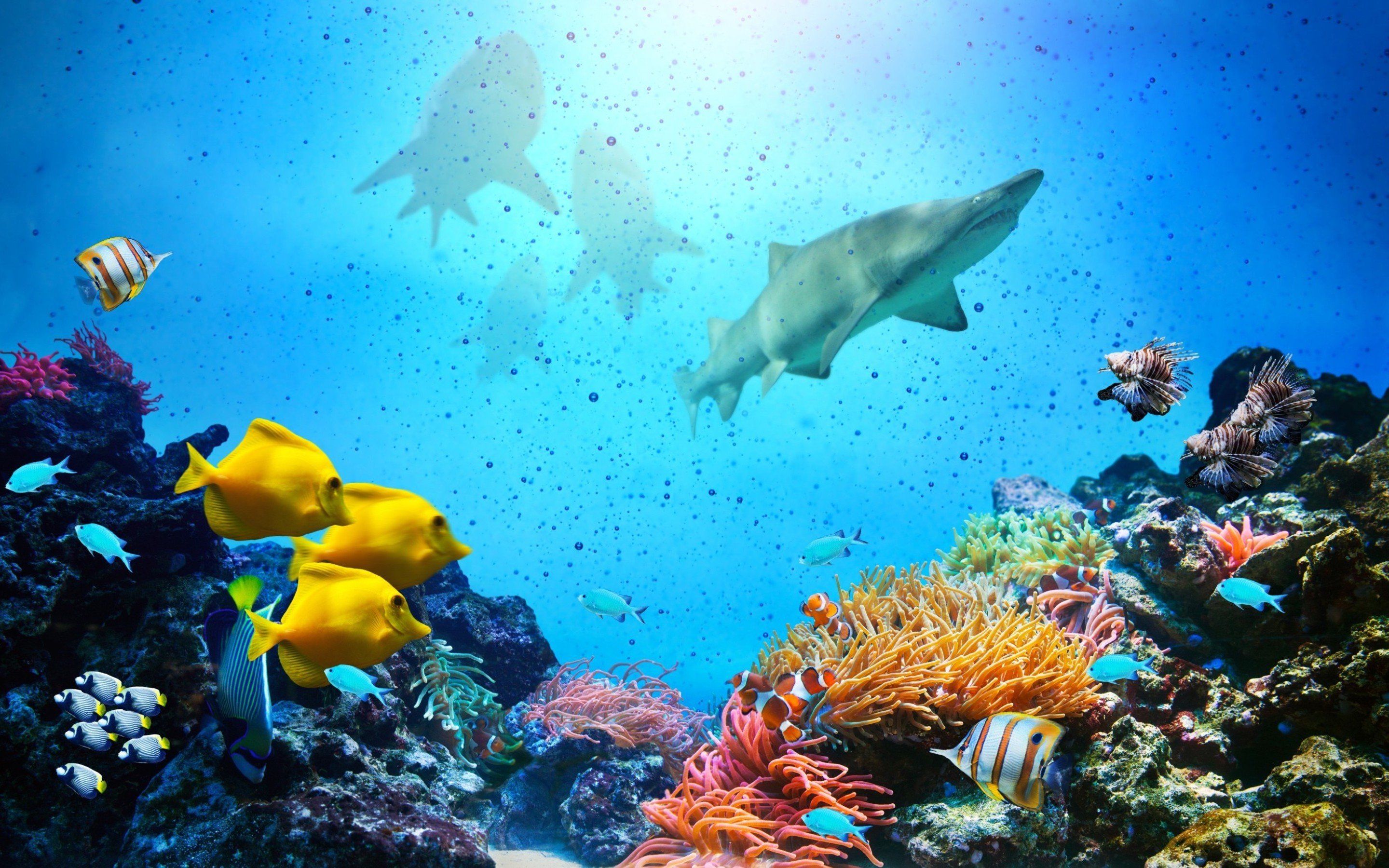 underwater, Fish, Fishes, Ocean, Sea, Tropical, Reef, Shark Wallpaper