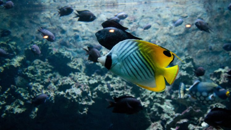 underwater, Fish, Fishes, Ocean, Sea, Tropical, Reef HD Wallpaper Desktop Background