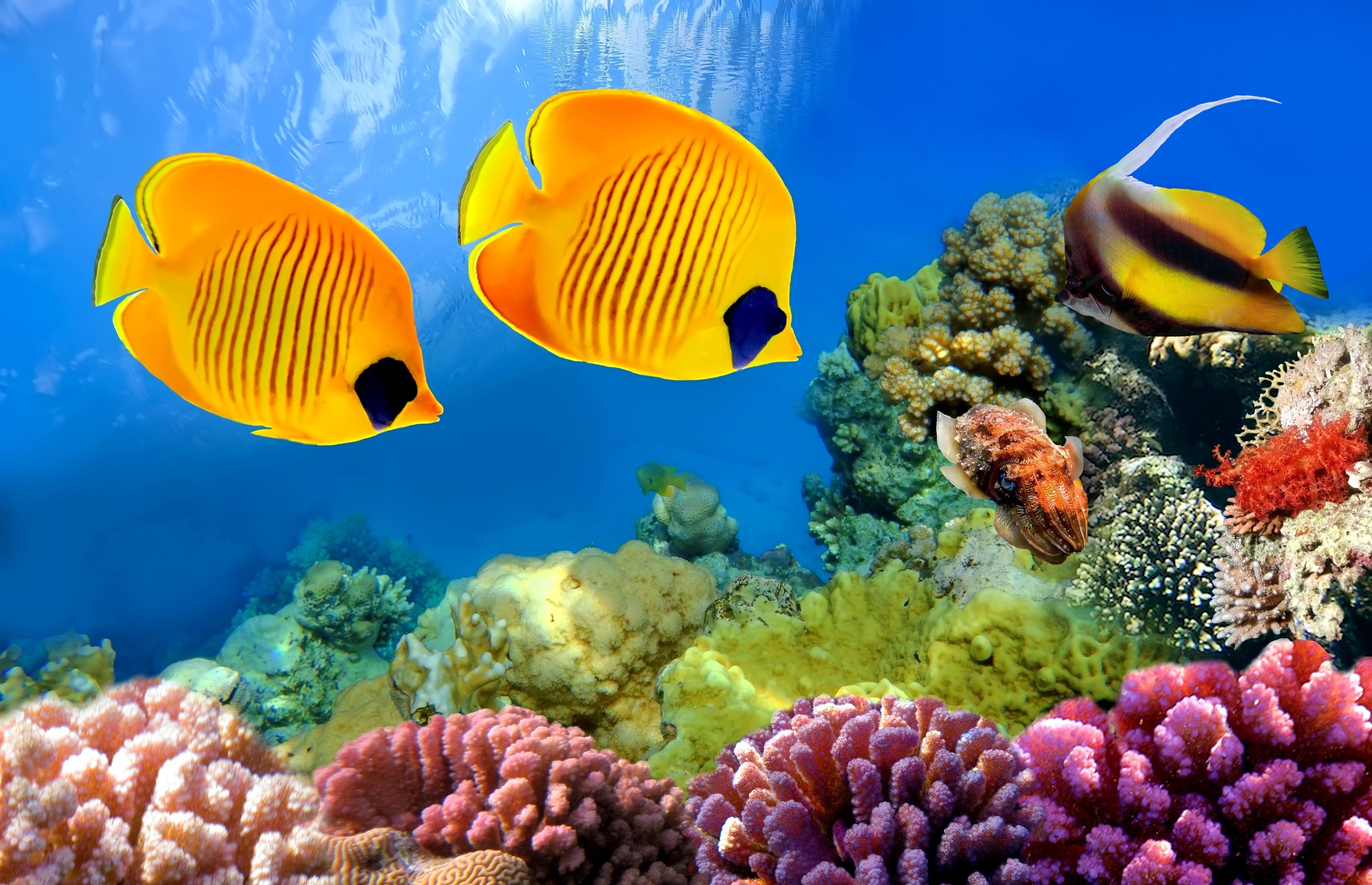 Underwater Fish Hd Wallpaper