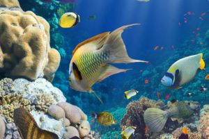 underwater, Fish, Fishes, Ocean, Sea, Tropical, Reef
