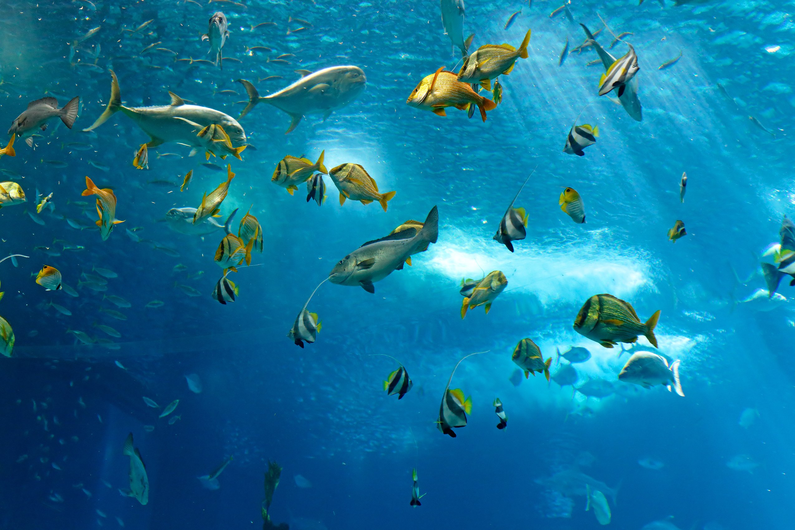 Underwater Fish Fishes Ocean Sea Tropical Reef