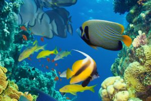 underwater, Fish, Fishes, Ocean, Sea, Tropical, Reef