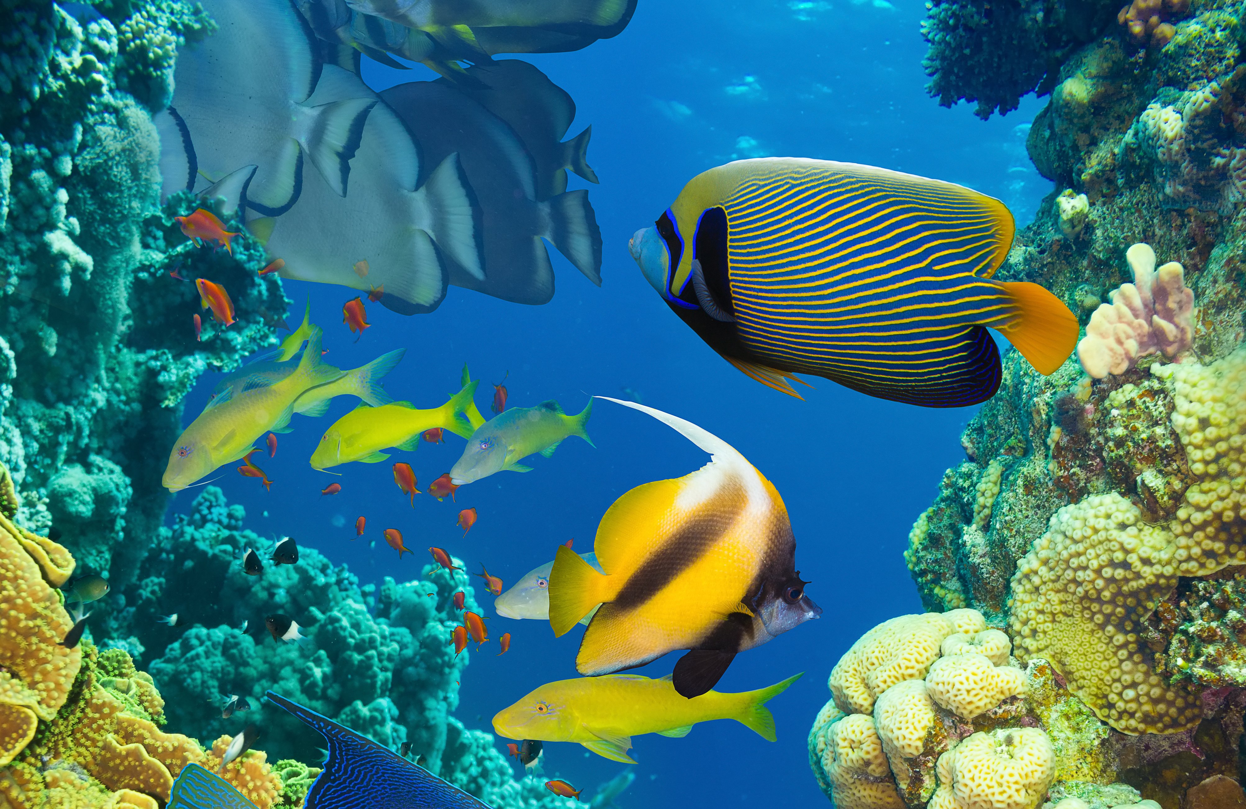 underwater, Fish, Fishes, Ocean, Sea, Tropical, Reef Wallpaper