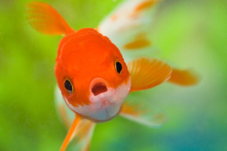 goldfish movie maker online