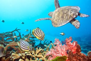 underwater, Fish, Fishes, Ocean, Sea, Tropical, Reef, Turtle