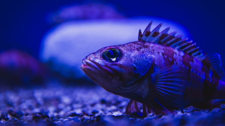 underwater, Fish, Fishes, Tropical, Ocean, Sea HD Wallpaper Desktop Background