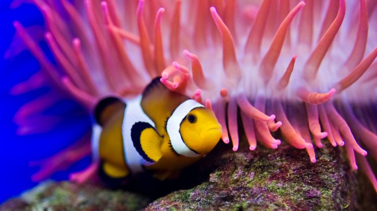 underwater, Fish, Fishes, Ocean, Sea, Tropical, Reef HD Wallpaper Desktop Background