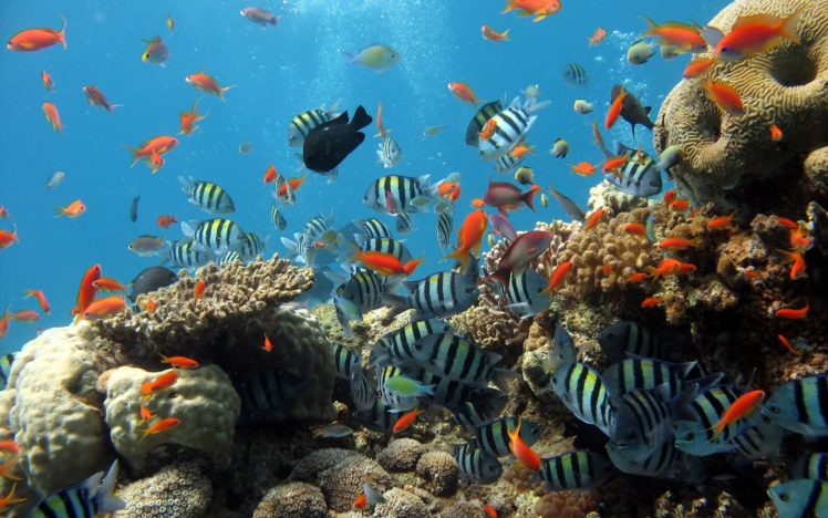 underwater, Fish, Fishes, Tropical, Ocean, Sea HD Wallpaper Desktop Background