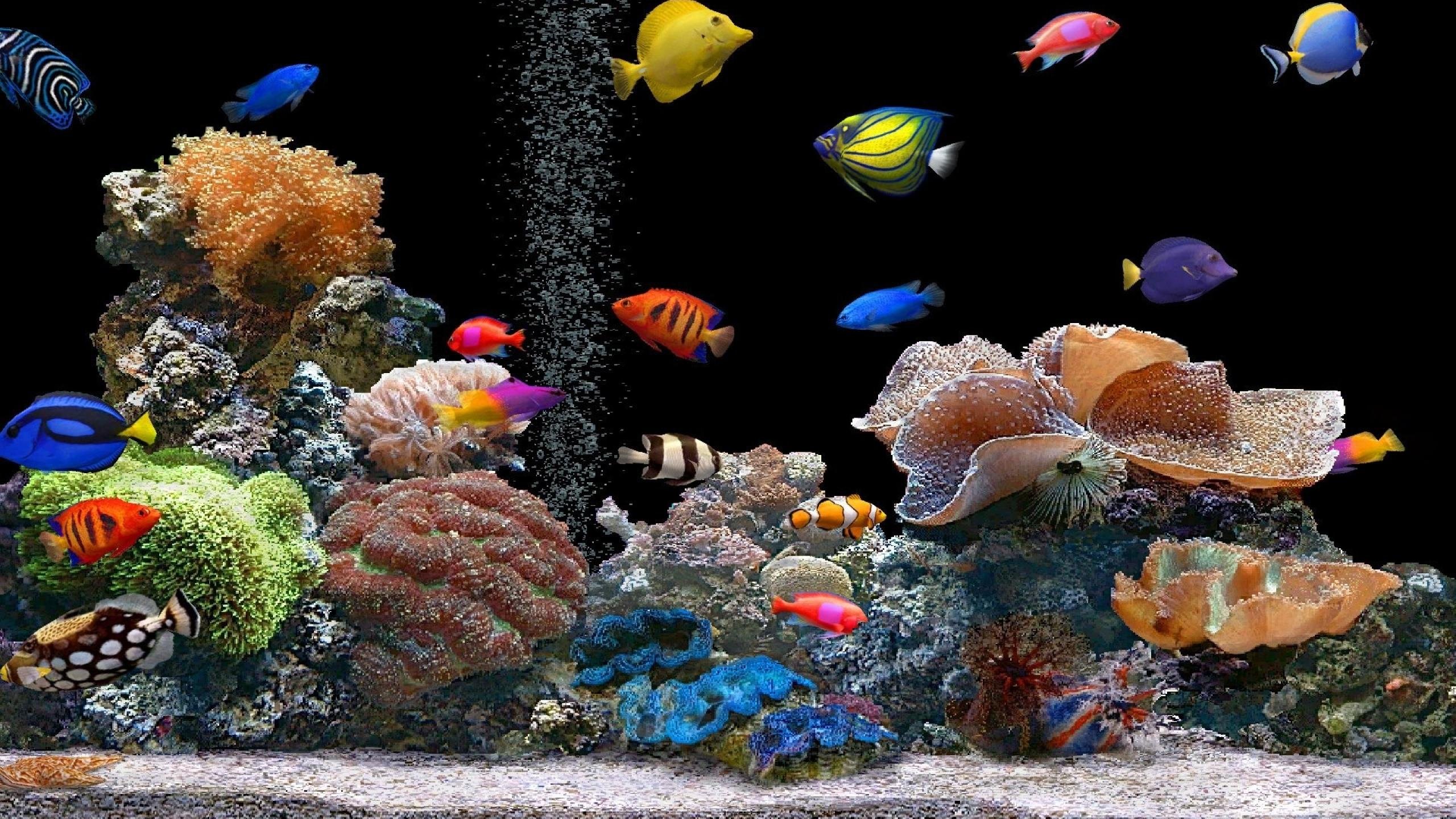 underwater, Fish, Fishes, Tropical, Ocean, Sea Wallpaper