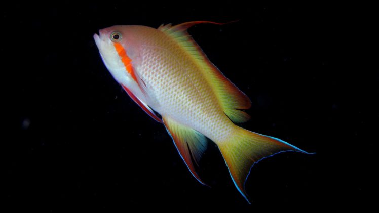 underwater, Fish, Fishes, Tropical HD Wallpaper Desktop Background