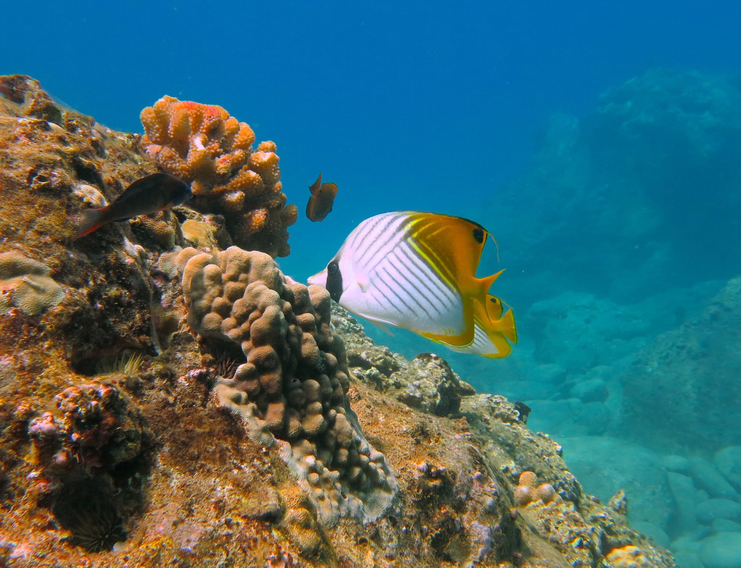 underwater, Fish, Fishes, Tropical, Ocean, Sea, Reef Wallpapers HD ...