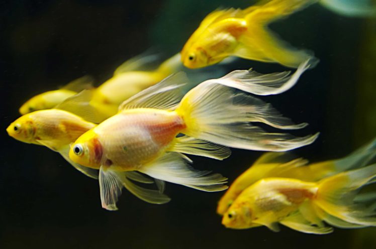 underwater, Fish, Fishes, Goldfish, Gold, Fish HD Wallpaper Desktop Background