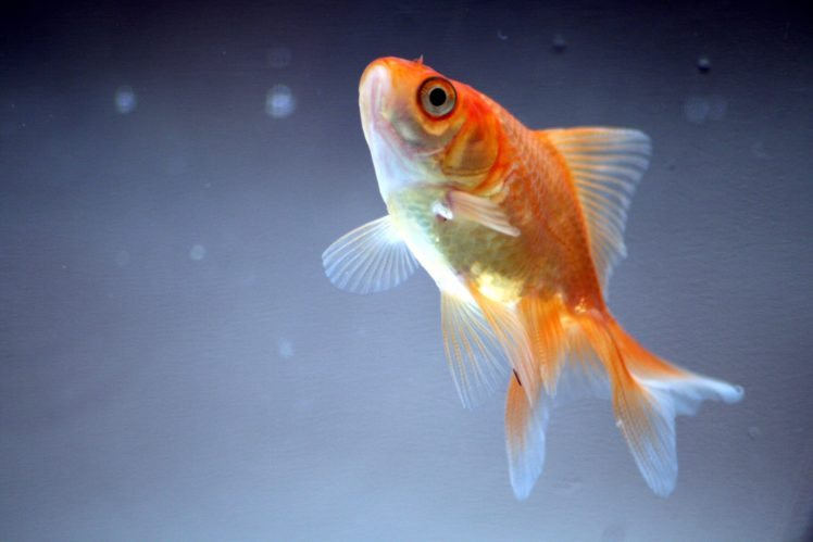 underwater, Fish, Fishes, Goldfish, Gold, Fish HD Wallpaper Desktop Background
