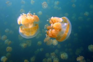 underwater, Fish, Fishes, Tropical, Ocean, Sea, Jelly, Jellyfish