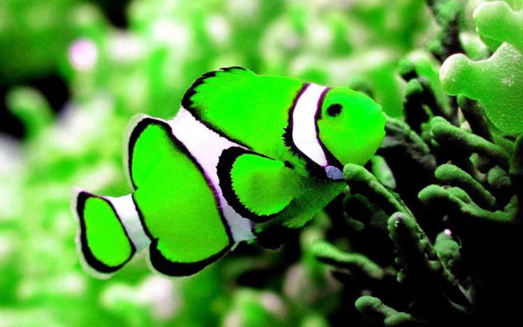 underwater, Fish, Fishes, Tropical, Ocean, Sea, Reef HD Wallpaper Desktop Background