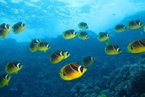 underwater, Fish, Fishes, Tropical, Ocean, Sea, Reef