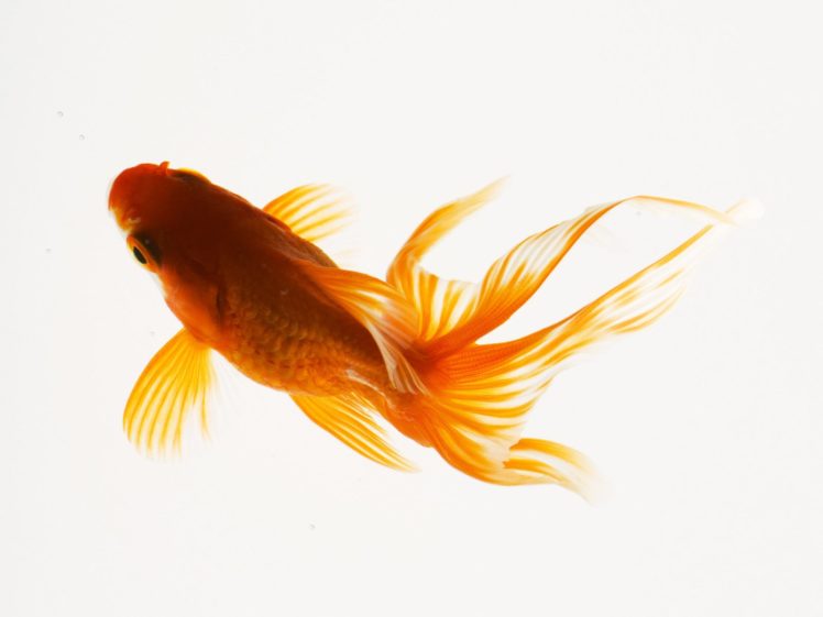 underwater, Fish, Fishes, Goldfish, Gold HD Wallpaper Desktop Background
