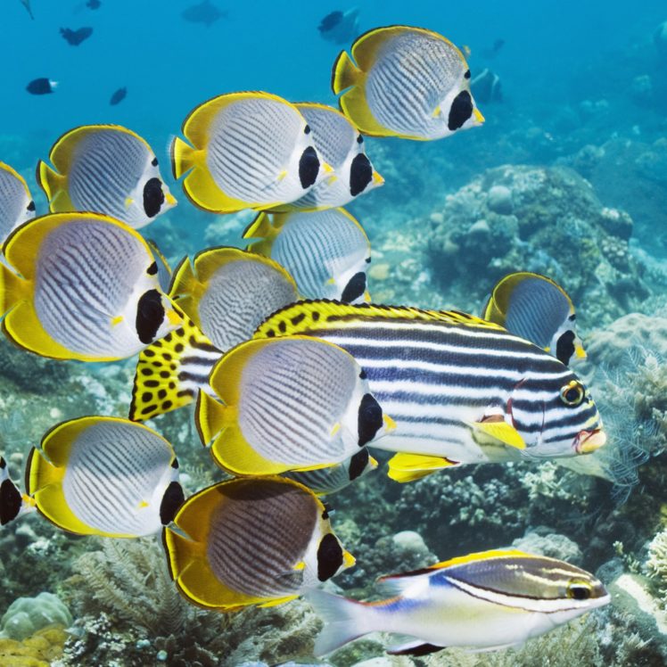 underwater, Fish, Fishes, Tropical, Ocean, Sea, Reef HD Wallpaper Desktop Background