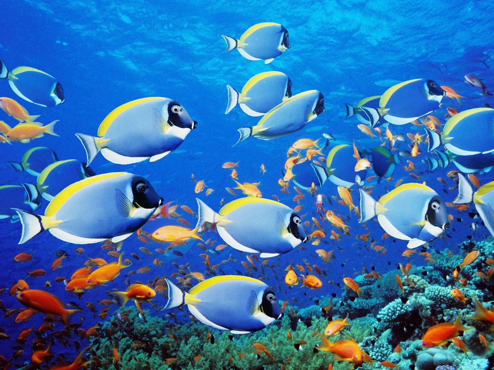 Underwater Fish Fishes Tropical Ocean Sea Reef Wallpapers Hd Desktop And Mobile Backgrounds