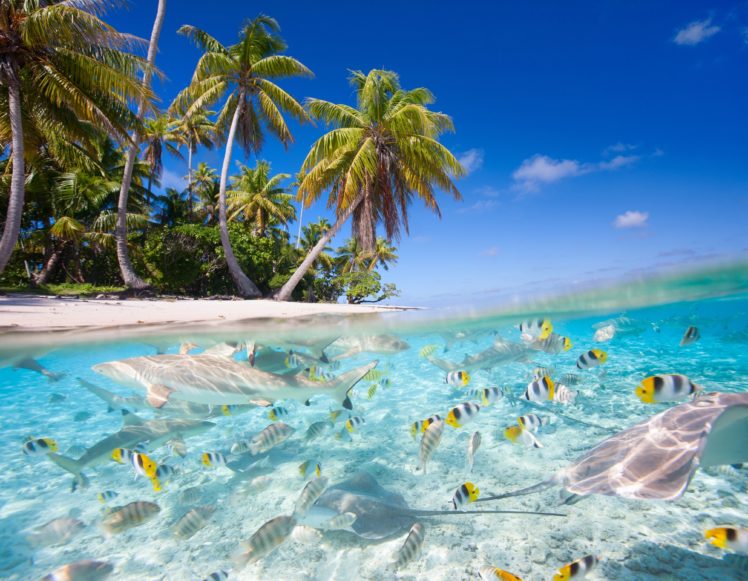 underwater, Fish, Fishes, Tropical, Ocean, Sea, Reef, Beah HD Wallpaper Desktop Background