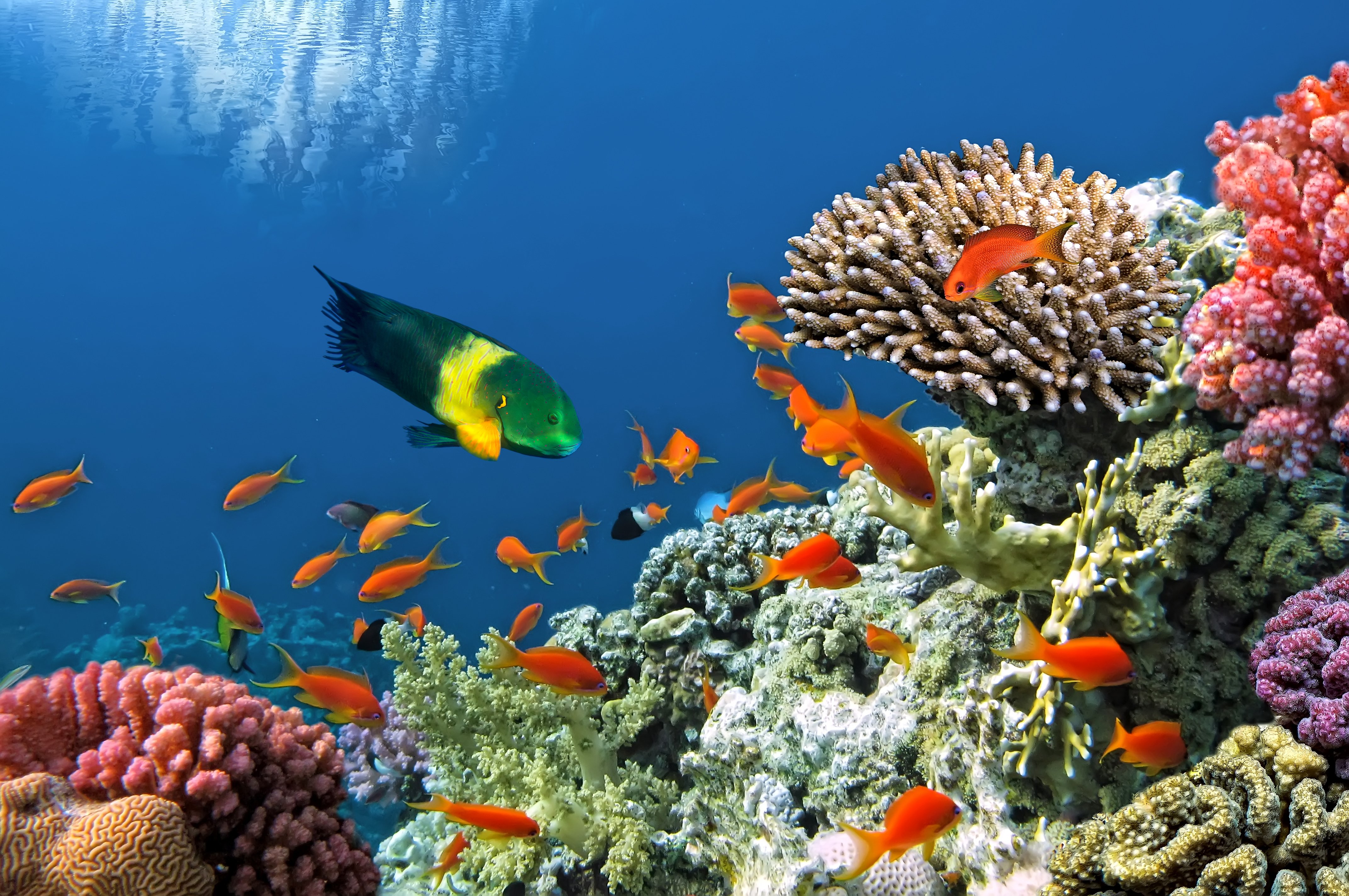 underwater, Fish, Fishes, Tropical, Ocean, Sea, Reef Wallpaper